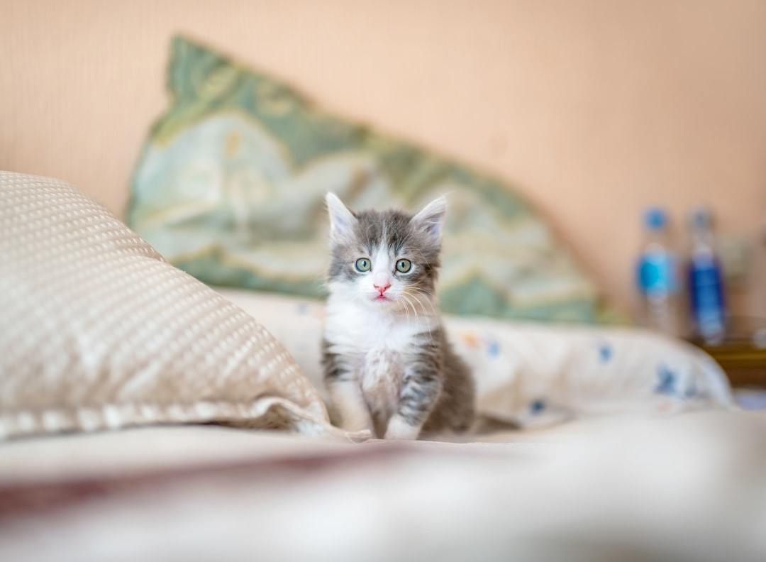 How to Kitten Proof Your Home: A Safety Guide